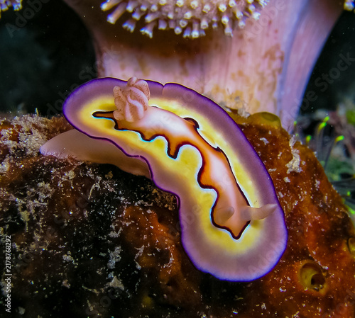 Obraz na plátně Nudibranch