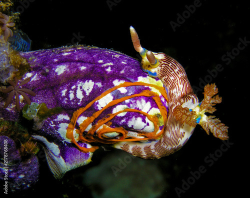 Fotografie Nudibranch