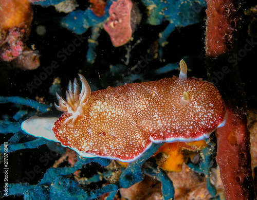 Картината върху платно Nudibranch