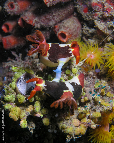 Nudibranch