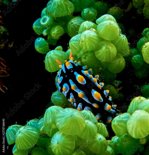 Nudibranch