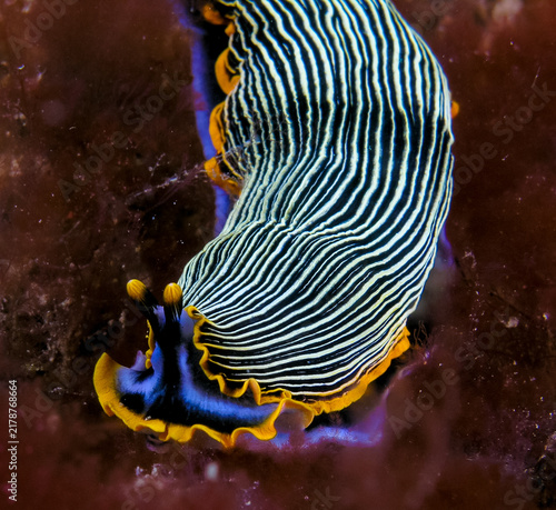 Nudibranch
