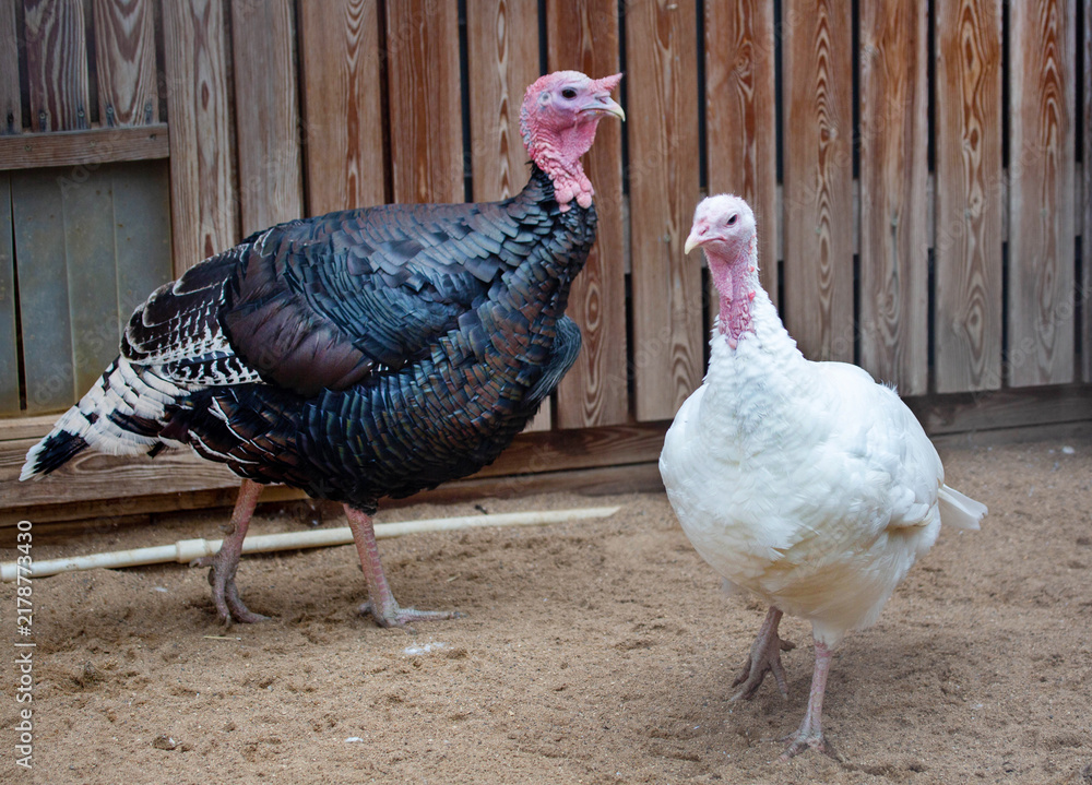 Obraz premium A pair of turkeys standing on the ground on a bright sunny day. Animals, birds, ornithology, ecology.