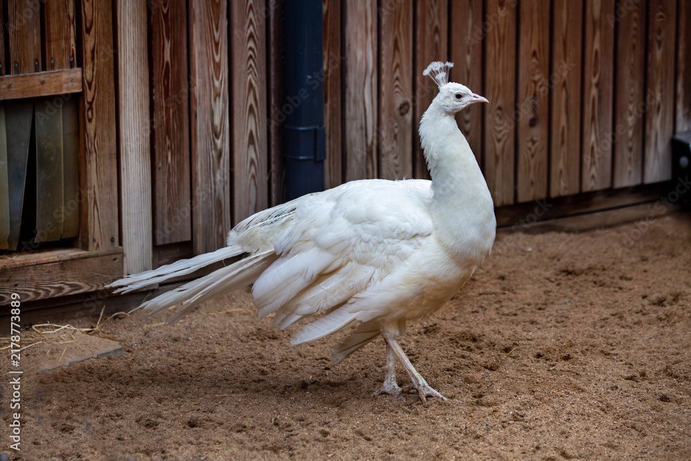 Obraz premium An ordinary white peacock standing on the ground on a bright sunny day. Animals, birds, or-nithology, ecology.