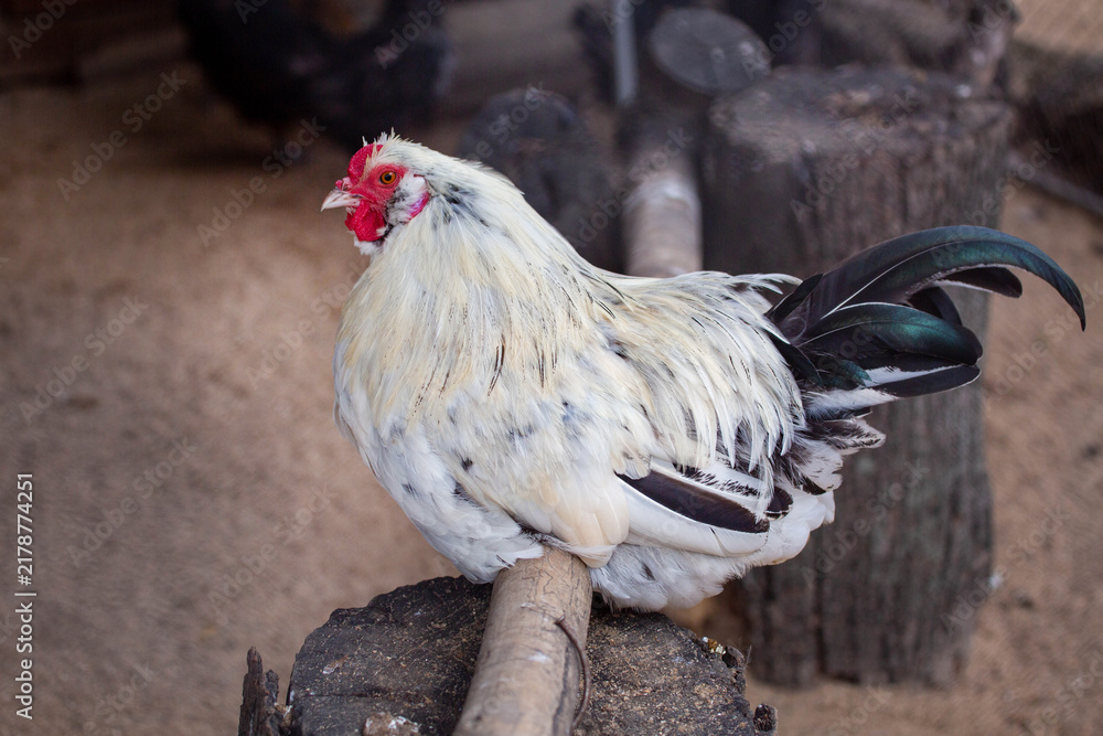 Obraz premium A Brama rooster sitting on a perch on a bright sunny day. Animals, birds, ornithology, ecology.