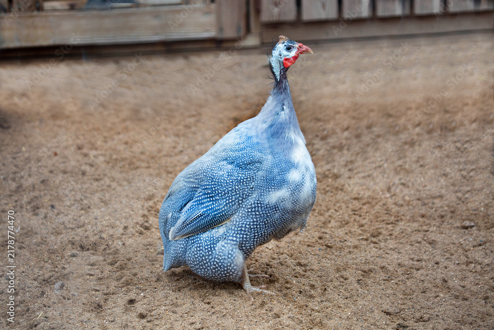 Obraz premium Zagorsk white-breasted guinea fowl standing on the ground on a bright sunny day. Animals, birds, ornithology, ecology.