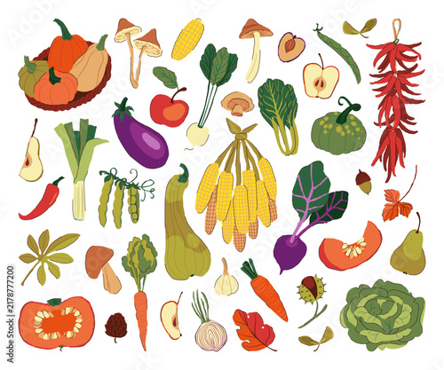 Set of Colorful Autumn Harvest Crop and Vegetable.