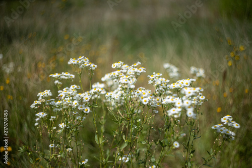 Wild Chamomile Flowers Blooming in Green Meadow Landscape