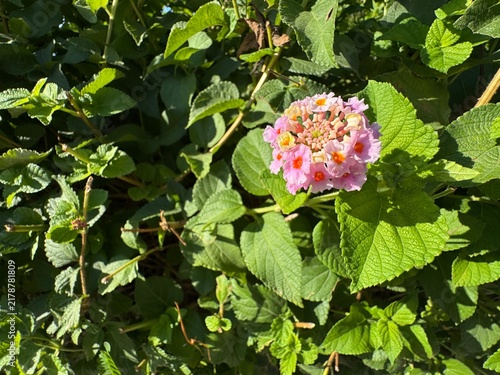 Bild auf Leinwand Colorful pink and yellow clusters of west Indian lantana flowers (Lantana camara) blooming under a bright blue sky