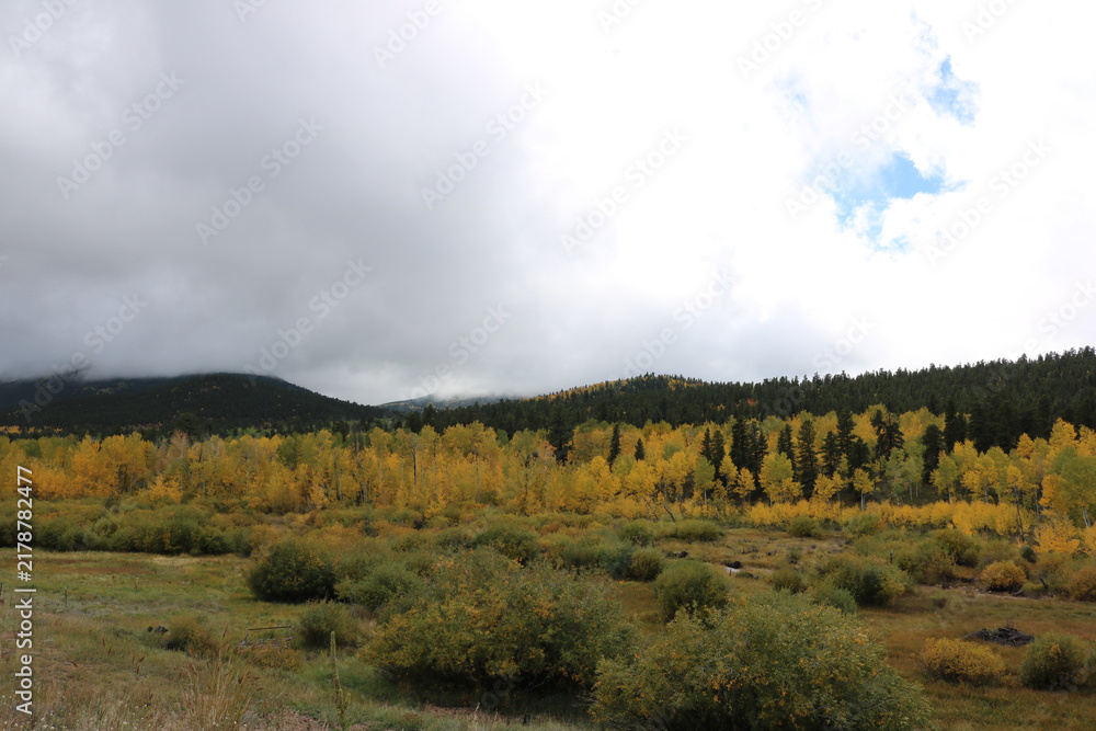 Foto autumn forest in the mountains