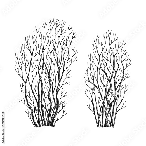 Hand drawn bare bushes vector with intricate branches.