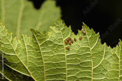 Obraz na płótnie A macro photograph showing a cluster of brown insect eggs deposited on the serrated edge of a green leaf, revealing intricate vein patterns against a dark background with copy space