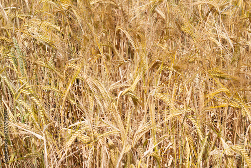 Obraz na plátne Golden wheat field with ripe stalks swaying gently in the breeze under a clear b