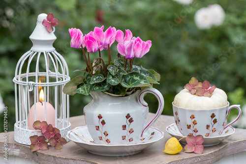 Garten-Arrangement mit pink Alpenveilchen (Cyclamen), weißem Kürbis, Porzellan und Laterne