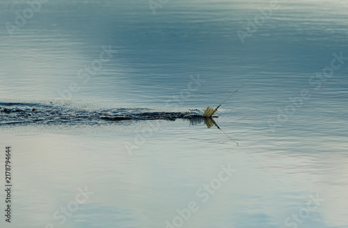 Принти на полотні Angler pulling feeder basket out of water