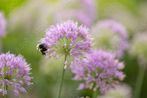 Purple Allium Flowers With Bee at Windmill Park in Holland, Michigan During Springtime