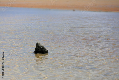 Bild auf Leinwand Rock along the coast resembles a sharks dorsal fin near the surface of the ocean
