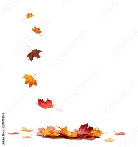 Autumn orange  leaves falling down Isolated on white transparent  background