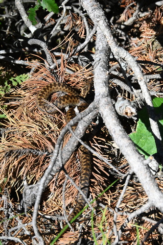 Konstfotografi Vipera berus (Kreuzotter)