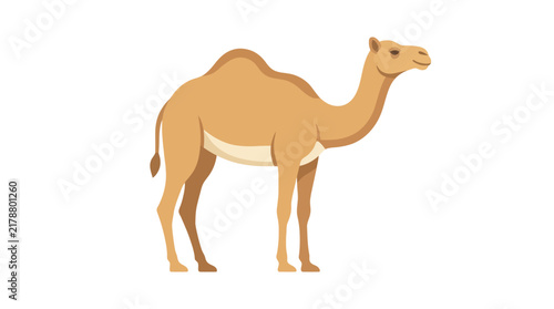 Obraz na plátně Camel illustration with a light brown coat and white underbelly