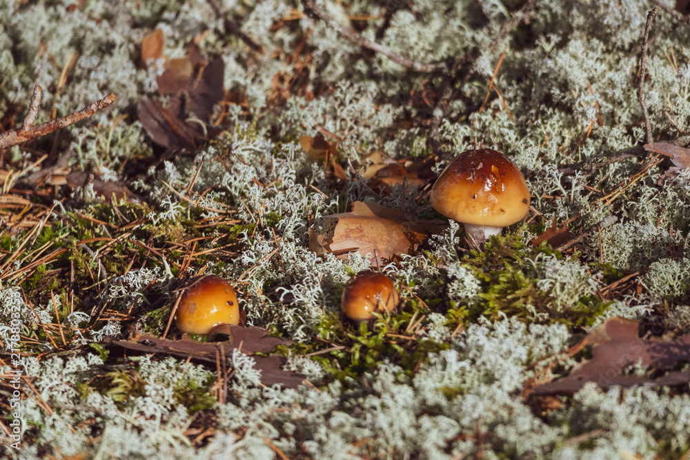 Fototapeta premium Wild brown mushrooms growing among reindeer lichen, moss and fallen leaves on a sunlit forest floor