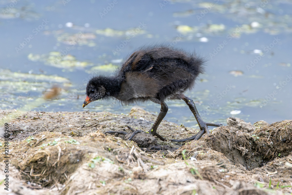 Obraz premium Moorhen chick foraging on a muddy bank