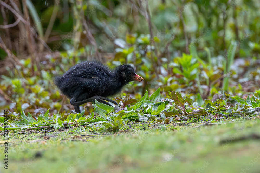 Obraz premium Moorhen chick among wet vegetation