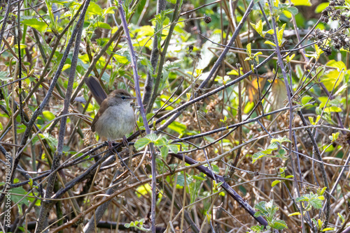 Cuadro en lienzo Cetti's warbler perched in scrub
