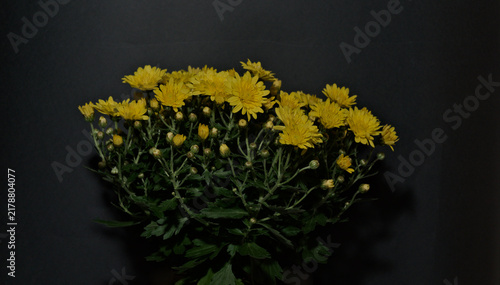 Foto Yellow chrysanthemum flowers and numerous buds with dark green foliage against a dark background, with generous copy space above