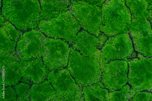 Close-Up of Vibrant Green Moss Texture as Natural Background