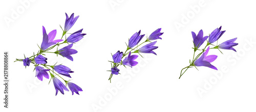 Фотография Set of arrangements with purple campanula flowers and buds isolated on white or