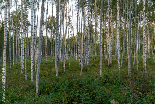 Obraz na plátně Dense birch woodland with white trunks and lush green undergrowth in a quiet nat
