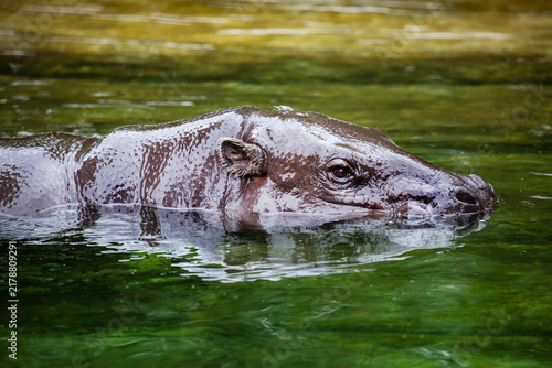 Bild auf Leinwand A pygmy hippopotamus in the water on a bright sunny day