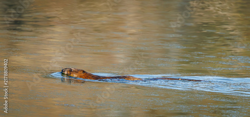 Photography Beaver swimming in a pond in Rome Georgia.