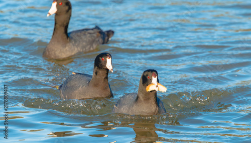 Photography Common Moorhen swimming in a lake in Rome Georgia.