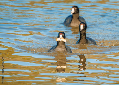 Photography Common Moorhen swimming in a lake in Rome Georgia.