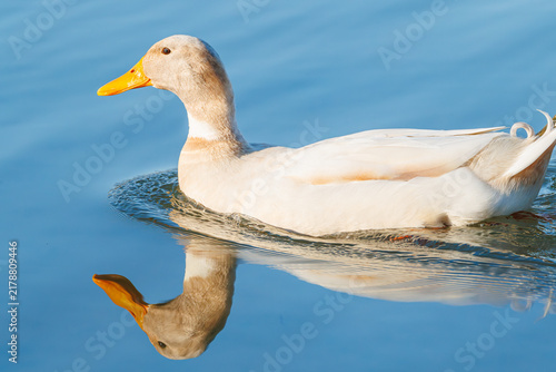 Photography Pekin Duck swimming in a lake in Rome Georgia.