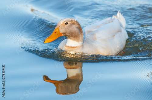 Photography Pekin Duck swimming in a lake in Rome Georgia.