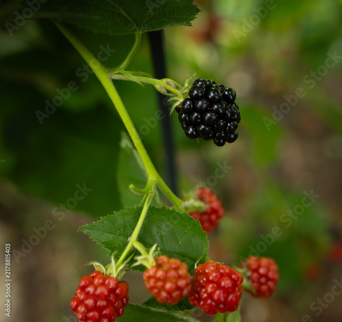 Ripe and ripening blackberries growing in a home garden, illustrating homegrown food, healthy eating, food safety awareness, sustainable gardening and the journey from garden to table.