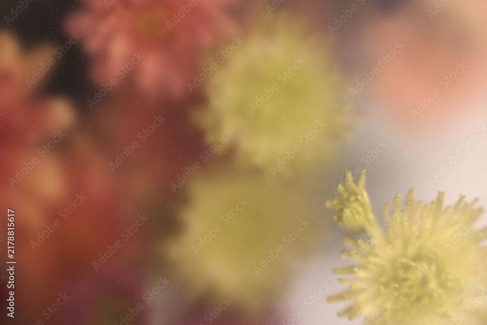 Obraz premium Smoke selected soft focus autumn chrysanthemum aster Flower through translucent matte frosted glass. Abstract natural blurred grain light fog background.