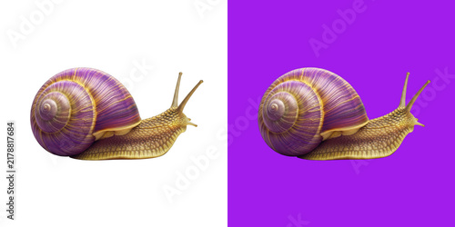 Cuadro en lienzo Detailed close up side view of a realistic garden snail moving slowly forward