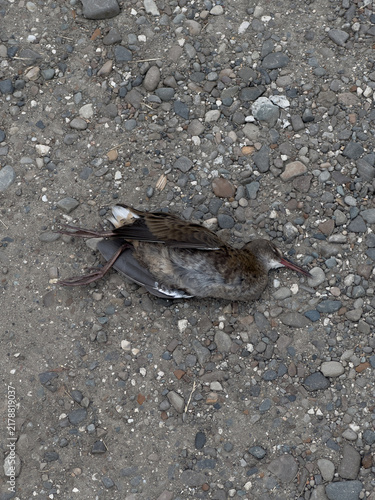 Bild auf Leinwand Dead wild bird lying on rocky ground outdoors.