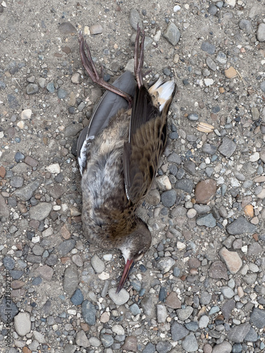 Fotografía Dead wild bird lying on rocky ground outdoors.