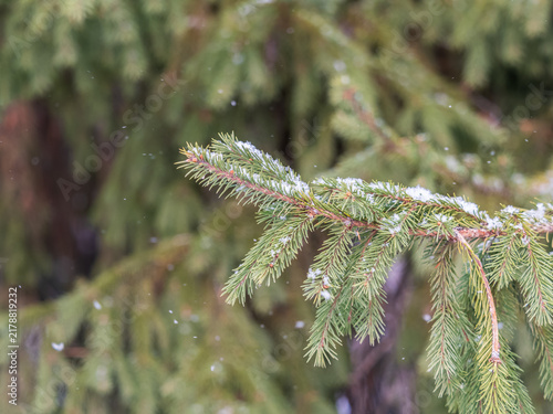 Принти на полотні Green fir branches in winter covered with snow