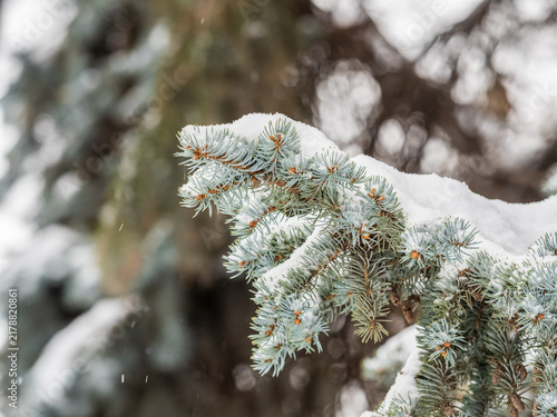 Konstfotografi Green fir branches in winter covered with snow