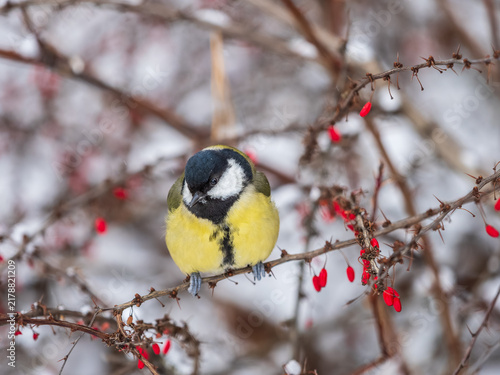 Canvas Print Cute bird Great tit, songbird sitting on a branch without leaves in the autumn or winter