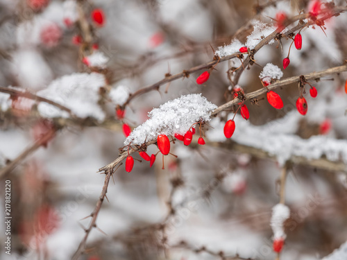 Konstfotografi Branches of a barberry Bush with ripe red barberry berries