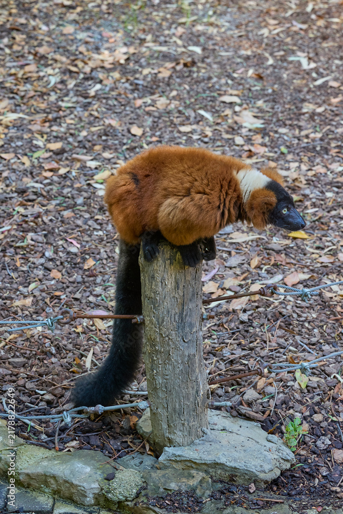 Obraz premium Red ruffed lemur perched on wooden post in zoo habitat.