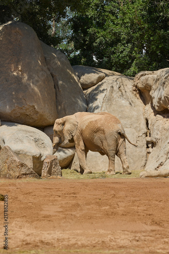Photography African elephant standing in rocky habitat under bright sunlight.
