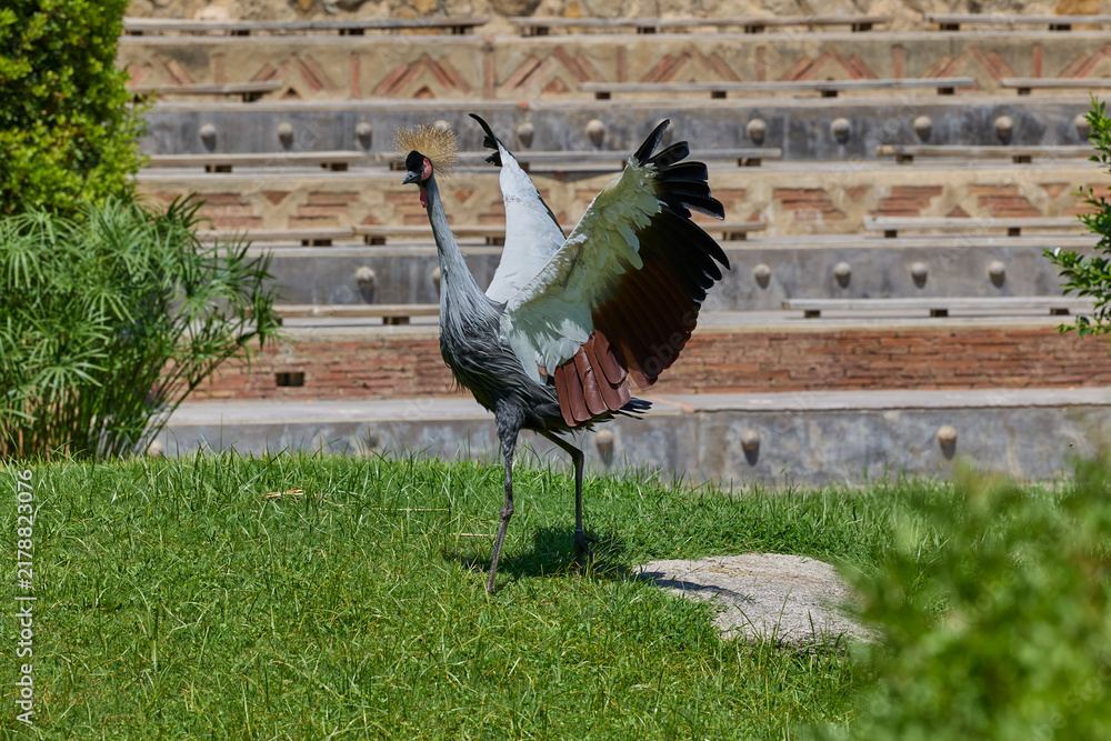 Fototapeta premium Grey crowned crane spreading wings on grassy field.